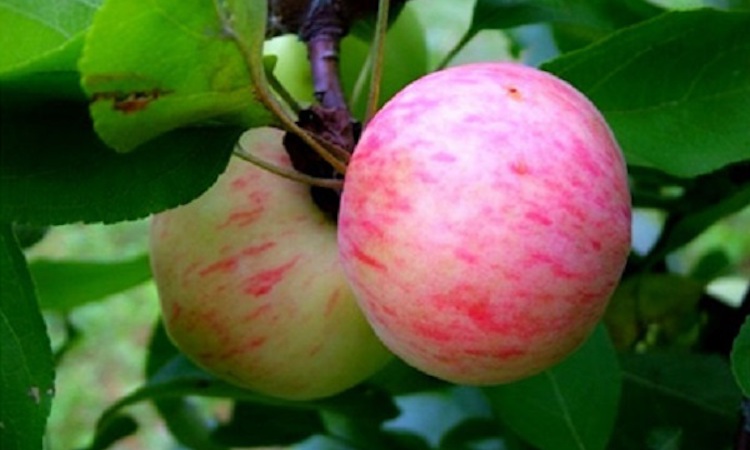 Яблоки Грушовка: когда собирать летние сорта яблок на хранение