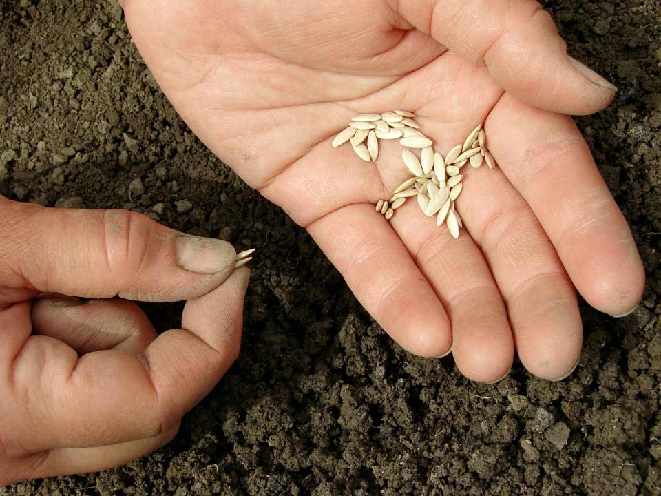 Как вырастить хороший урожай огурцов в открытом грунте: на даче, видео. Сажаем семена огурцов