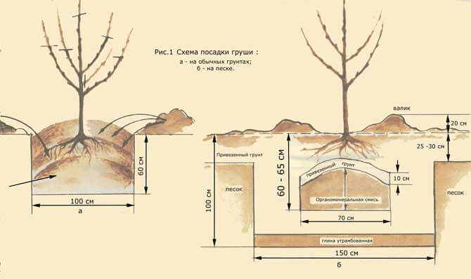 Посадка груши осенью. Место для груши на участке