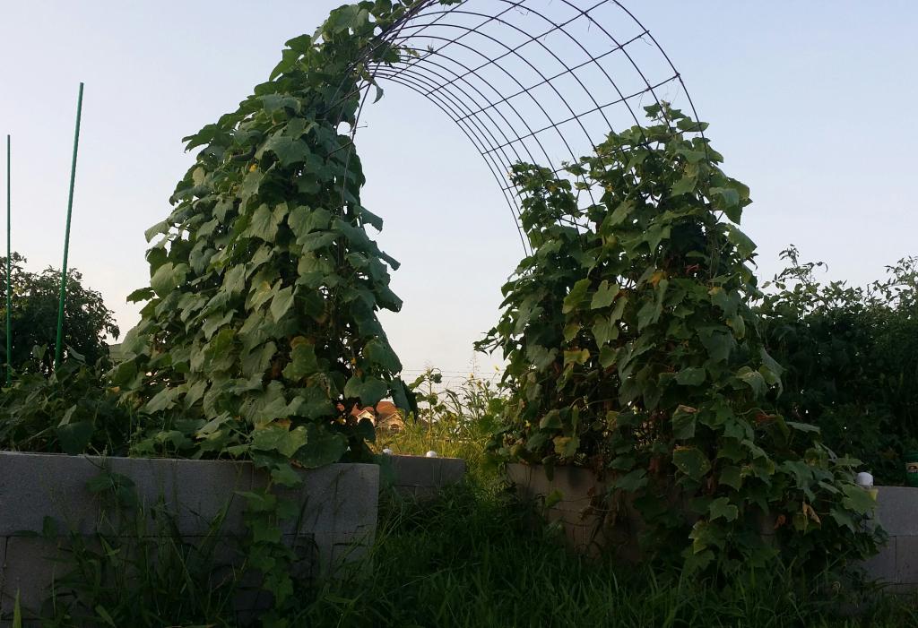 арка из огурца