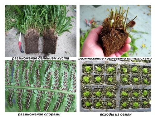 как размножить папоротник