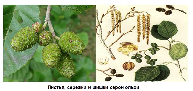 Серая ольха