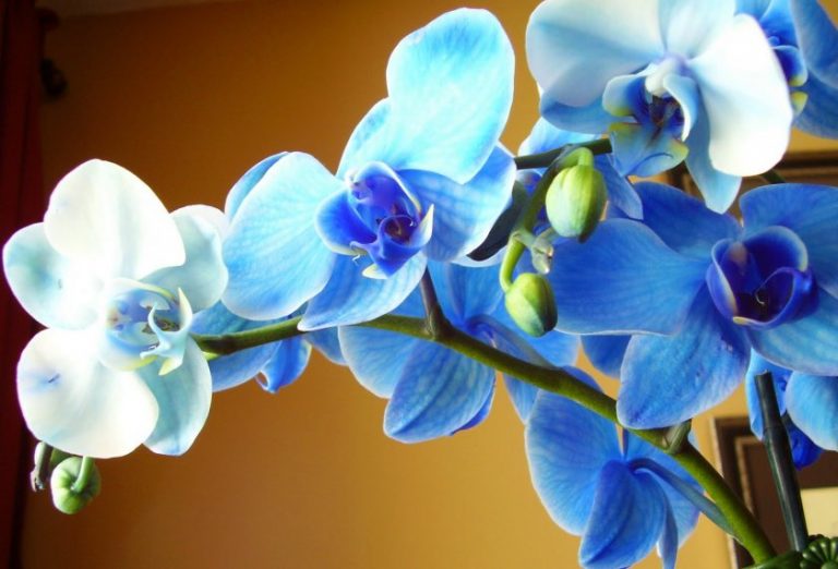 Орхидеи синего цвета фото