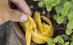 Удобрение из банановой кожуры