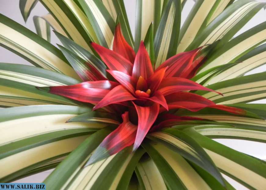 Guzmania Сonifera.