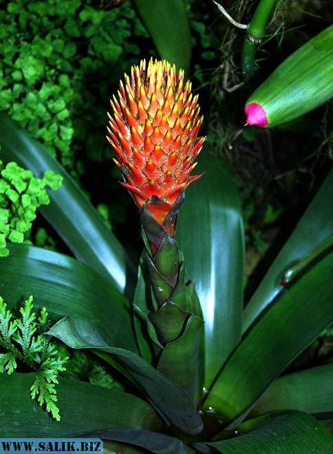 Guzmania Сonifera.