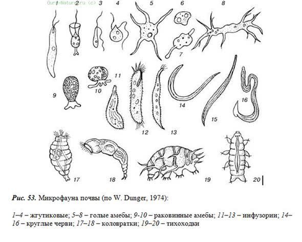 микрофауна почвы