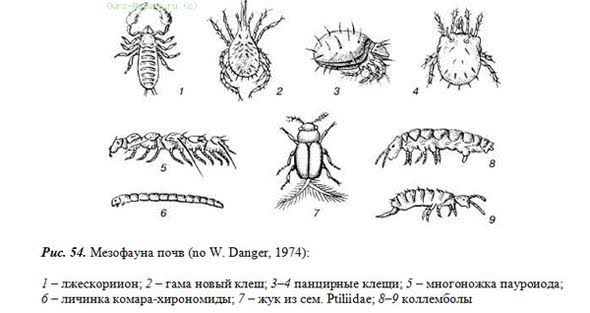 мезофауна почвы