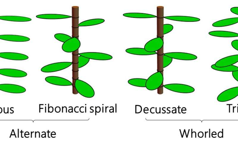 Mathematics of plant leaves