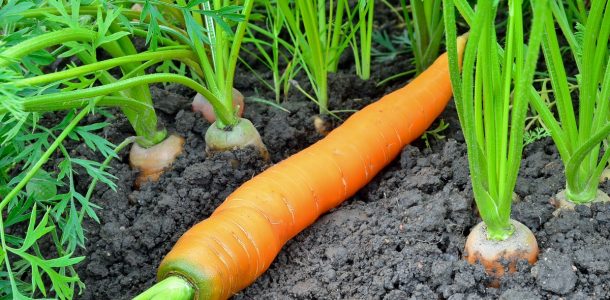 после чего можно сажать морковь