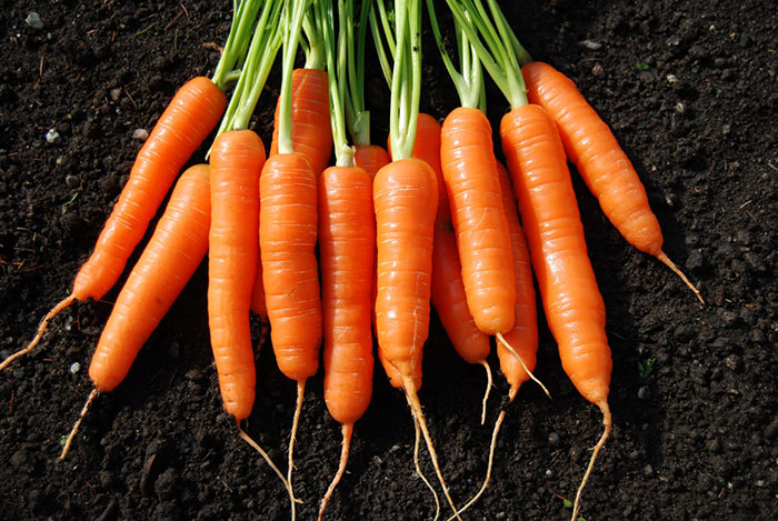 невкусная морковь