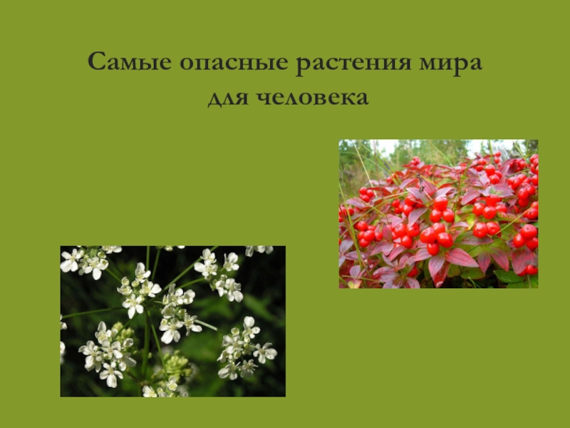 Ядовитые растения окружающий мир. Опасные растения для человека. Самые опасные растения для человека. Растения опасные для человека презентация. Вредные растения для человека в природе.