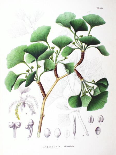Ботаническая иллюстрация из книги Зибольда и Цуккарини Flora Japonica, Sectio Prima, 1870 г.