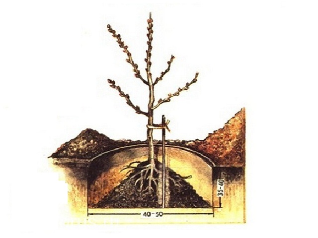 posadka-oblepihi