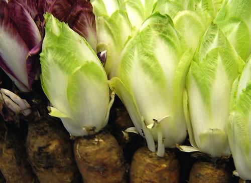 Как вырастить салатный ЦИКОРИЙ?