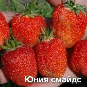 Юния Смайдс