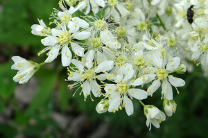 Калужница и лабазник