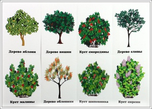 Кустарники и деревья