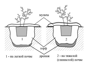 Посадка садовой голубики