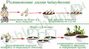 Лилии - посадка и уход