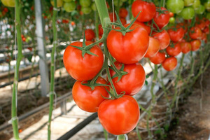 Тепличные сорта томатов