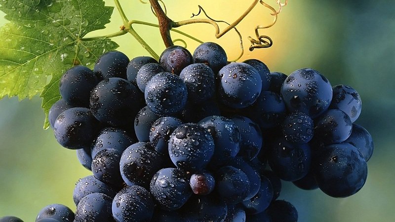 Как вырастить виноград в горшке