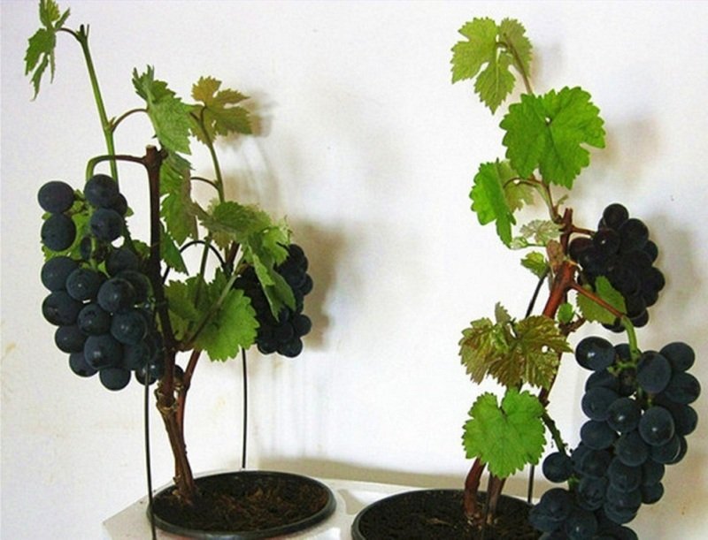 Удобрение виногрдной лозы