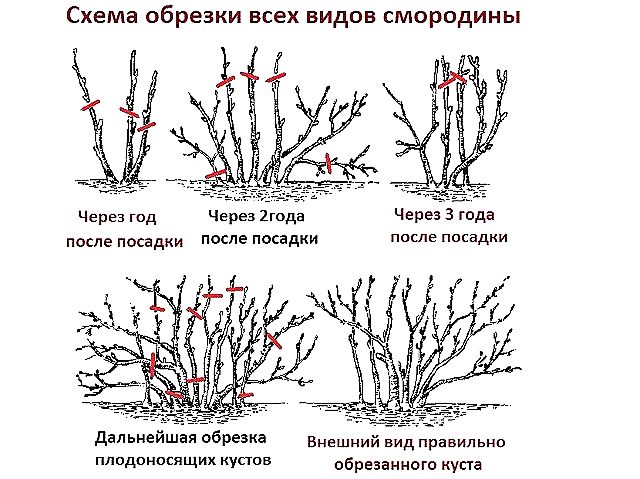 Как правильно обрезать смородину