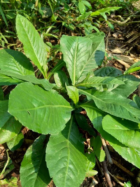 Sonchus Arvensis Perennial Sow Field Milk Thistle Field Sowthistle Perennial Stock Picture