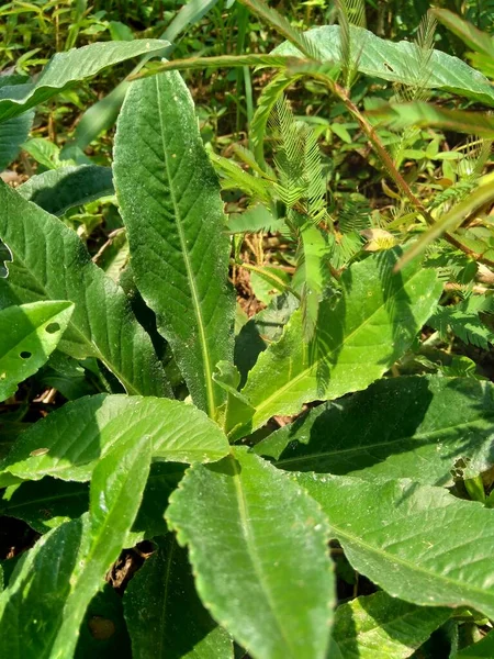 Sonchus Arvensis Perennial Sow Field Milk Thistle Field Sowthistle Perennial Stock Image