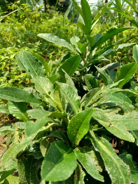 Sonchus Arvensis Perennial Sow Field Milk Thistle Field Sowthistle Perennial Royalty Free Stock Photos