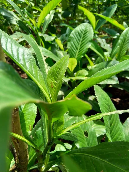 Sonchus Arvensis Perennial Sow Field Milk Thistle Field Sowthistle Perennial Stock Photo