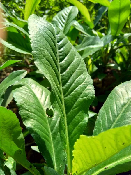 Sonchus Arvensis Perennial Sow Field Milk Thistle Field Sowthistle Perennial Royalty Free Stock Photos