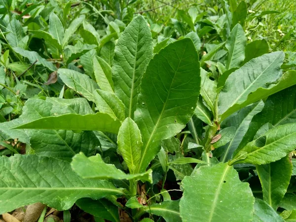 Sonchus Arvensis Perennial Sow Field Milk Thistle Field Sowthistle Perennial Stock Photo