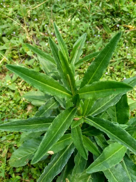 Sonchus Arvensis Perennial Sow Field Milk Thistle Field Sowthistle Perennial Stock Image