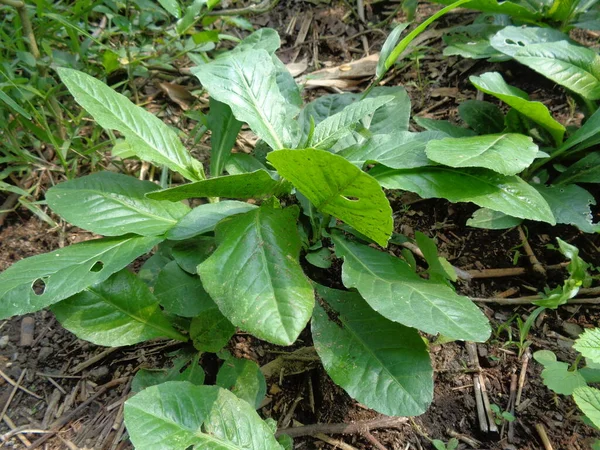 Sonchus Arvensis Perennial Sow Field Milk Thistle Field Sowthistle Perennial Stock Picture