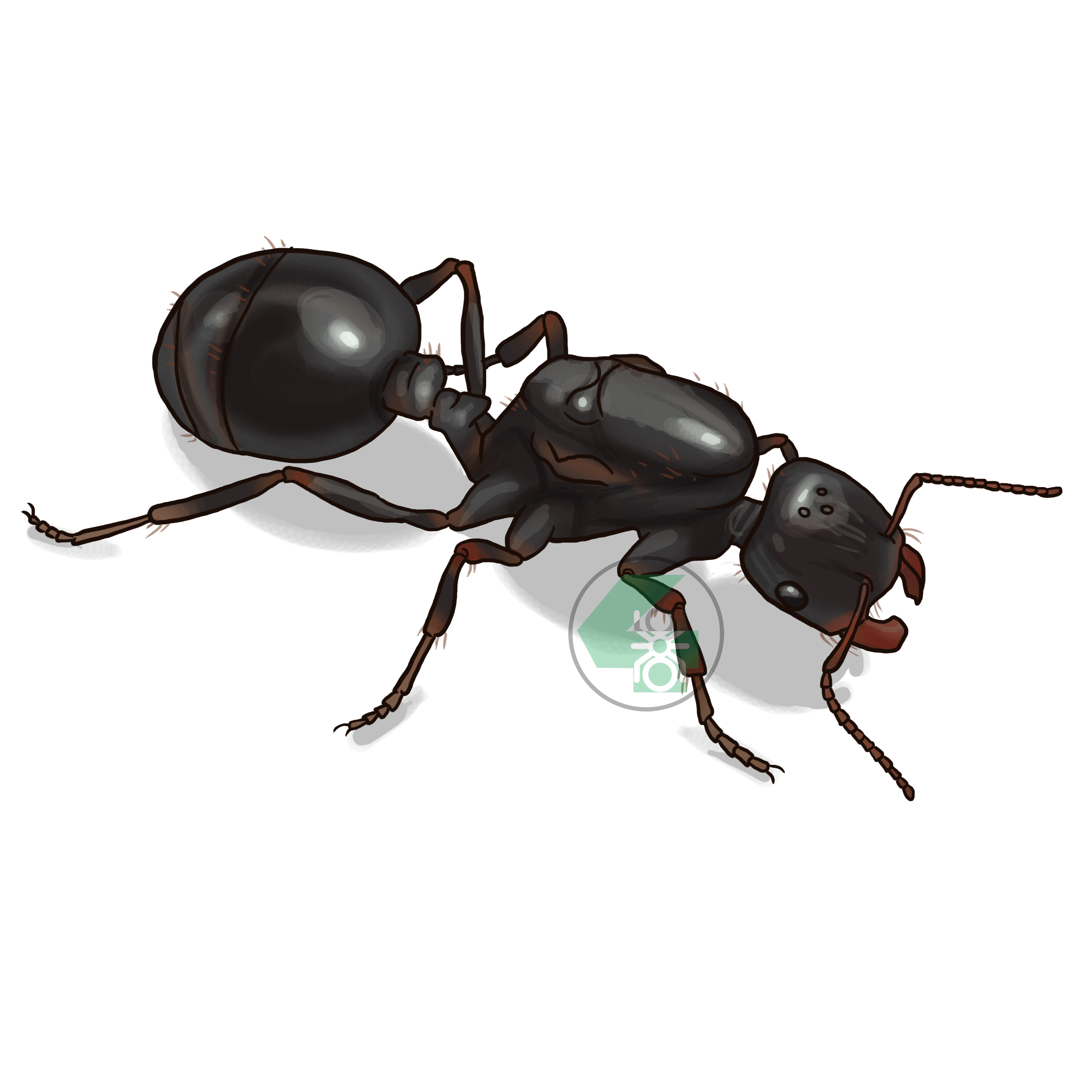 Messor structor (степной муравей-жнец)