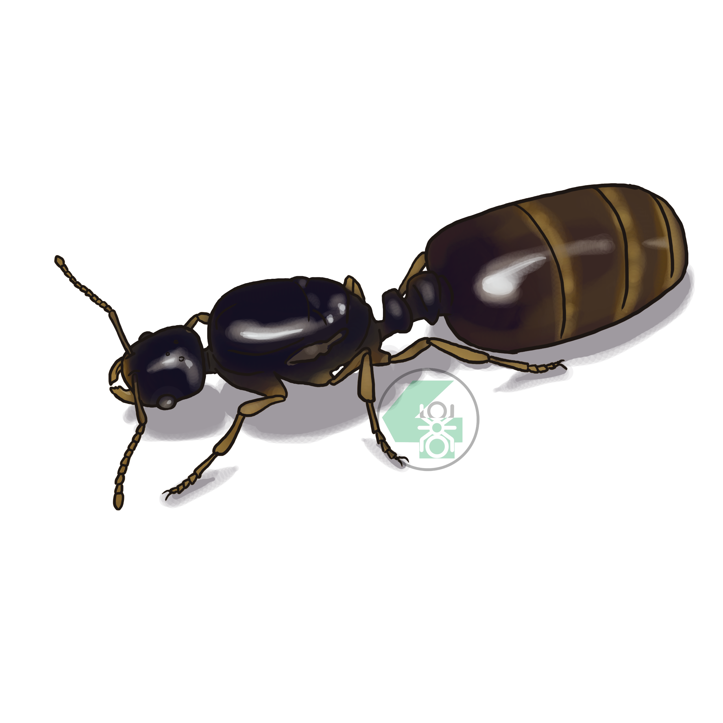 Solenopsis fugax (муравей-вор)