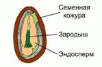 Строение семени