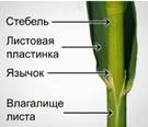 Фрагмент стебля канареечника тростникового