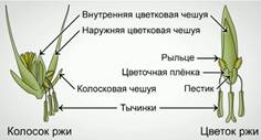 Цветок и колос ржи