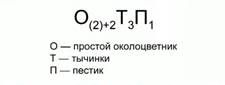 Формула цветка злаковых