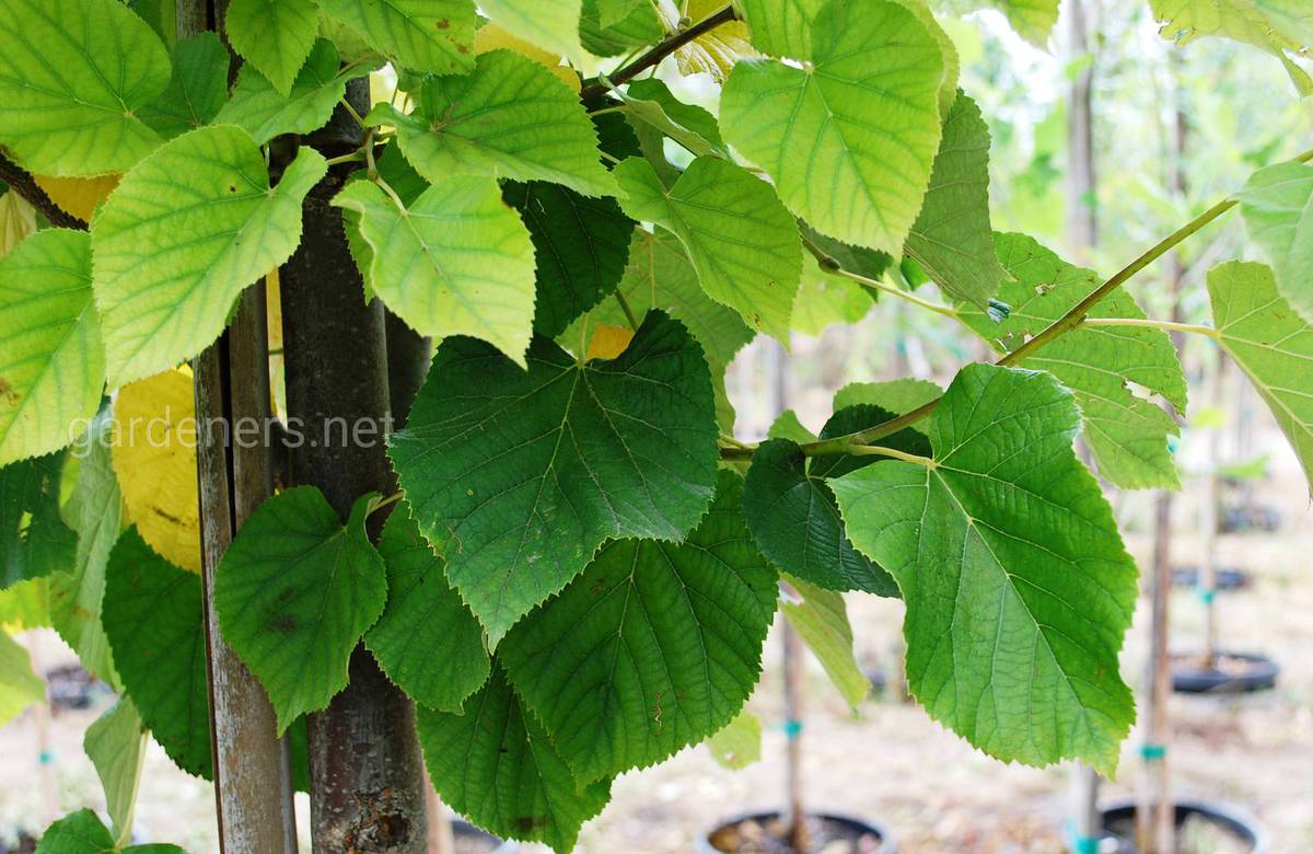 Tilia tomentosa SatinShadow