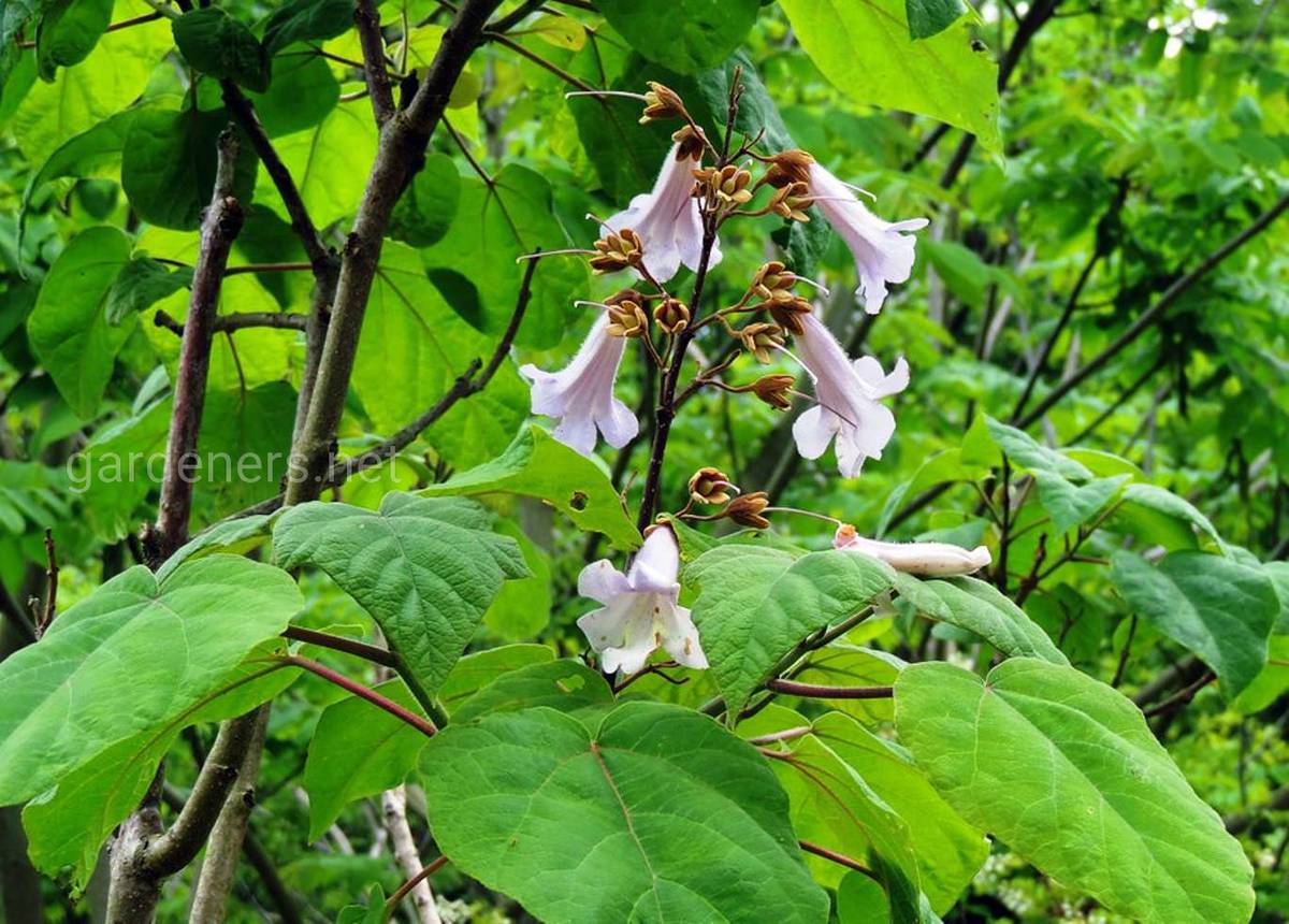 Paulownia Catalpifolia