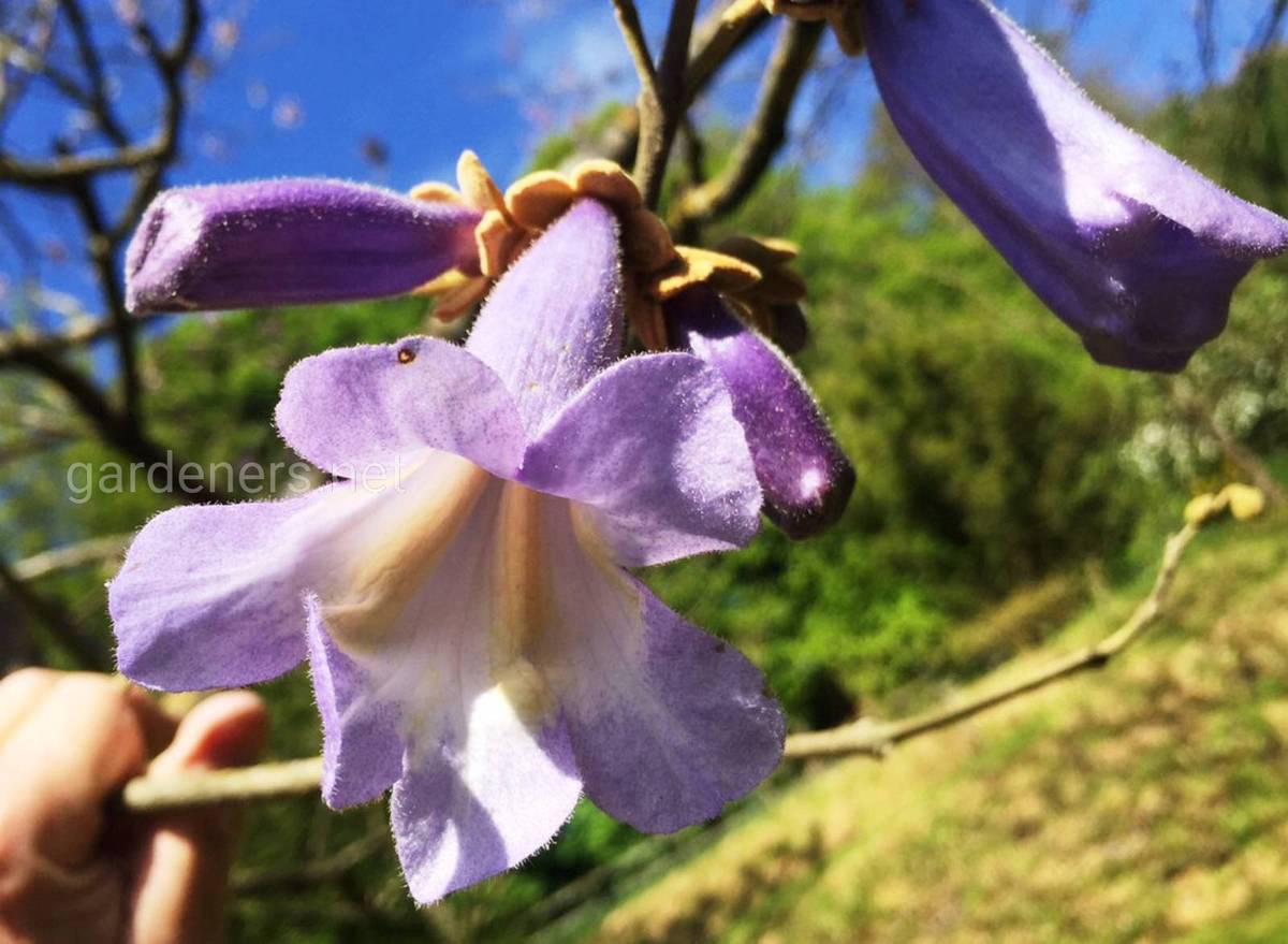 Paulownia fargesii