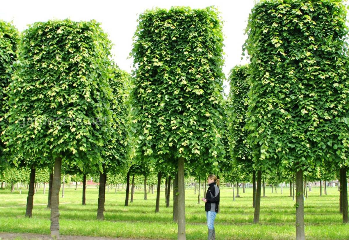 Tilia «Greenspire»