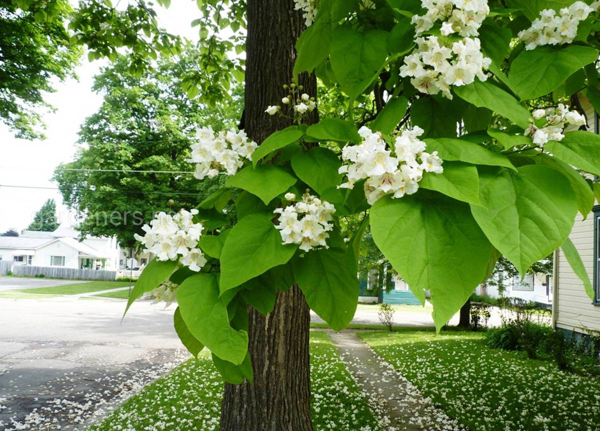 выращивание катальпы