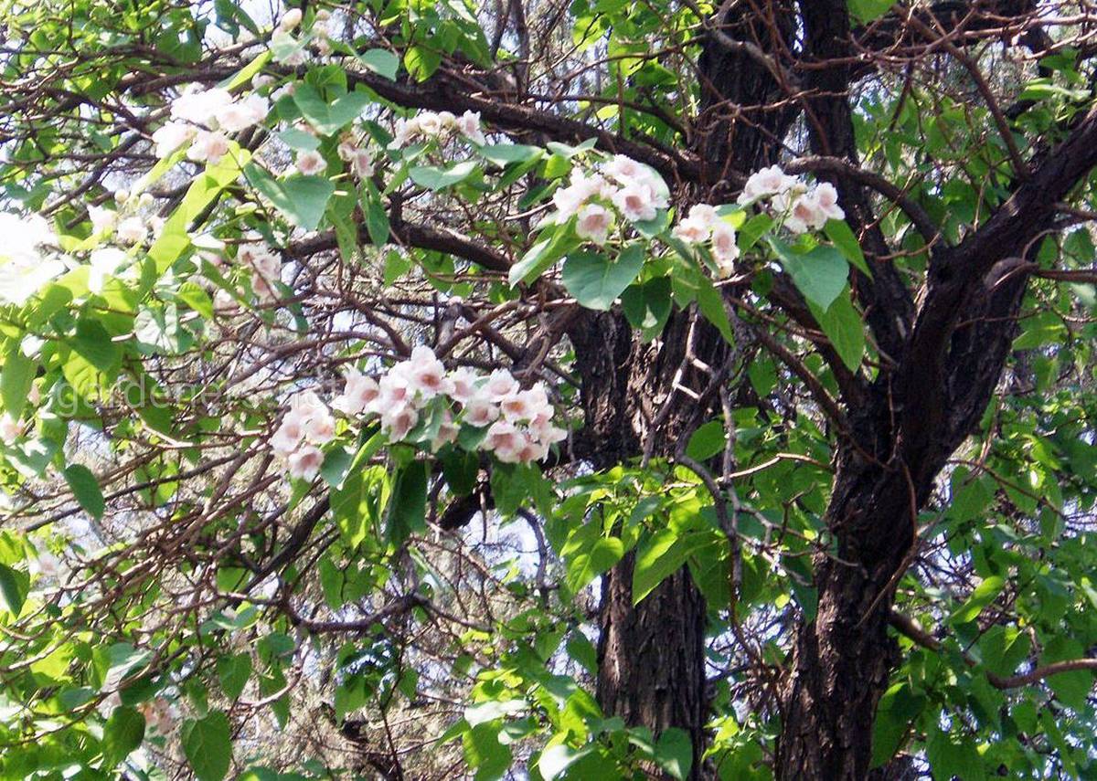 Paulownia Fortunei