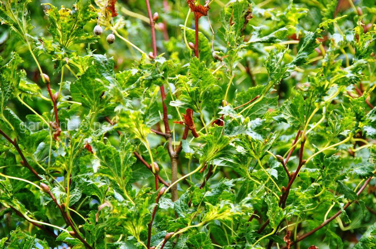 Tilia platyphyllos Laciniata