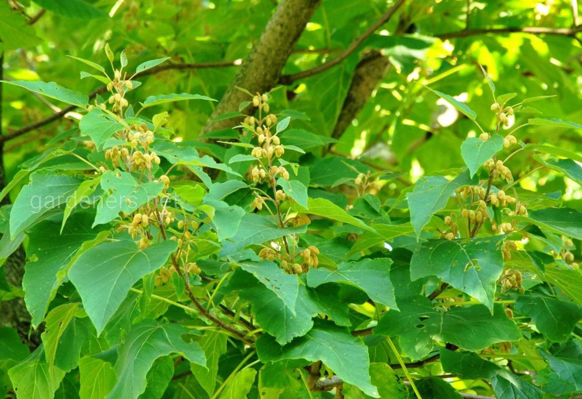 Paulownia elongata